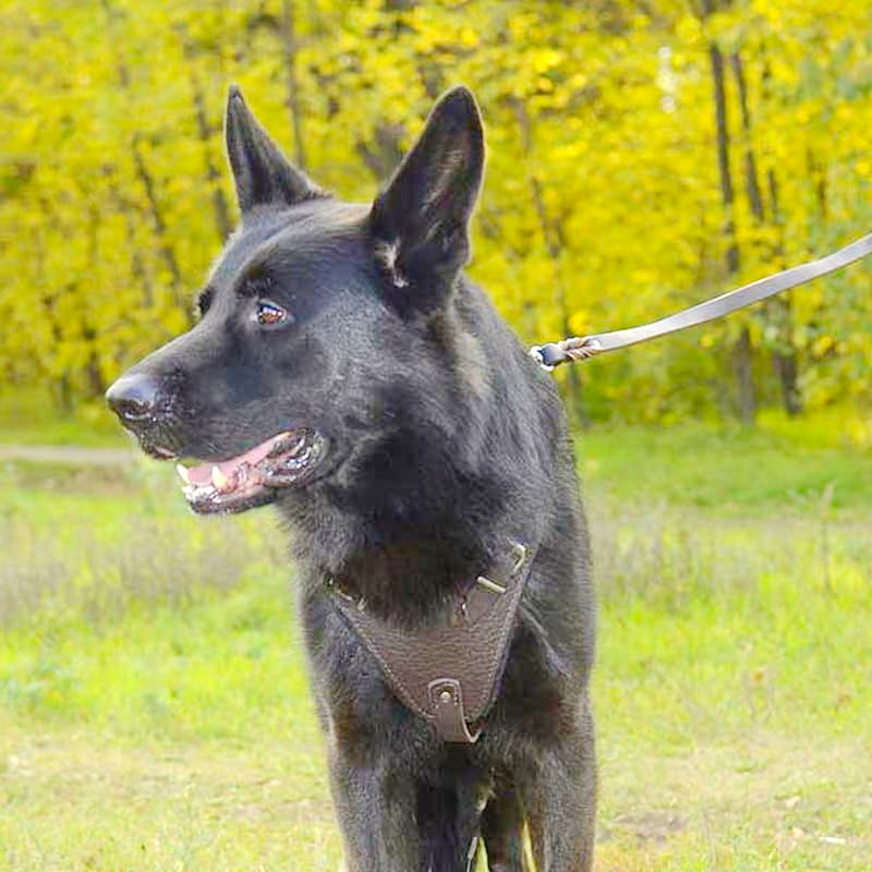 Шлейка из коричневой кожи для немецкой овчарки «Working Dog»